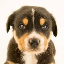 Dog Lovers