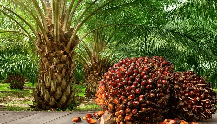 Development,Community,Trending community,Environment,Energy,Investment,Career,Nigerianfood,nigerianecommerce,nigerianstartup,lagosshopper,online business community in Nigeria
