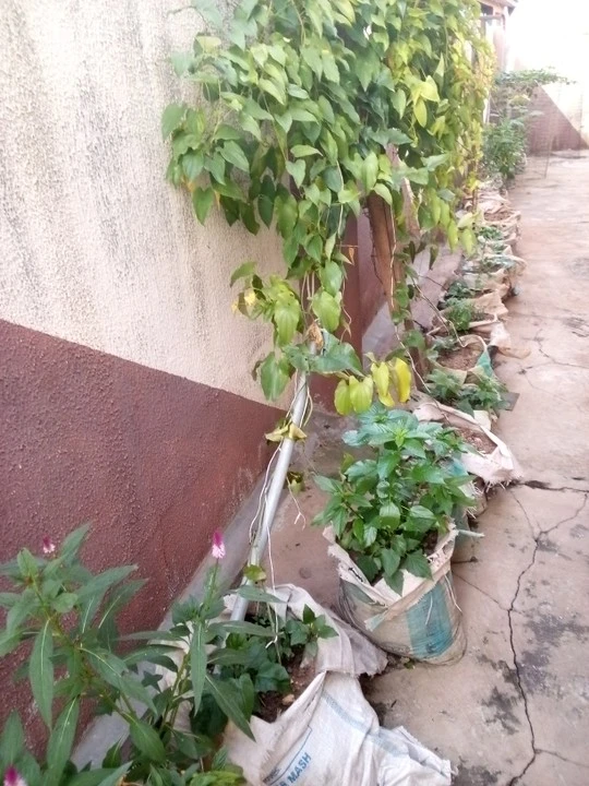 Development,Community,Trending community,Environment,Energy,Investment,Career,Nigerianfood,nigerianecommerce,nigerianstartup,lagosshopper,online business community in Nigeria