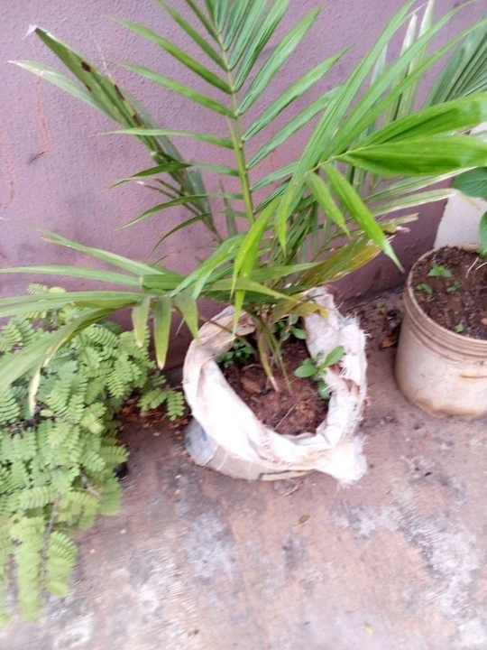 Development,Community,Trending community,Environment,Energy,Investment,Career,Nigerianfood,nigerianecommerce,nigerianstartup,lagosshopper,online business community in Nigeria