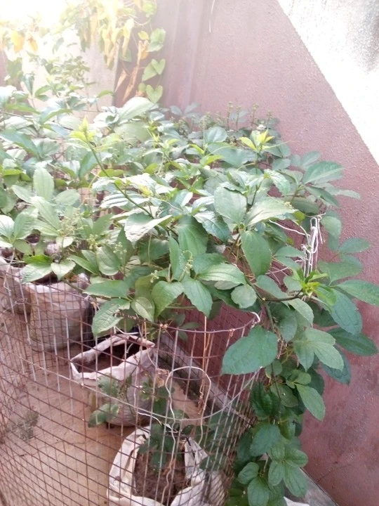 Development,Community,Trending community,Environment,Energy,Investment,Career,Nigerianfood,nigerianecommerce,nigerianstartup,lagosshopper,online business community in Nigeria