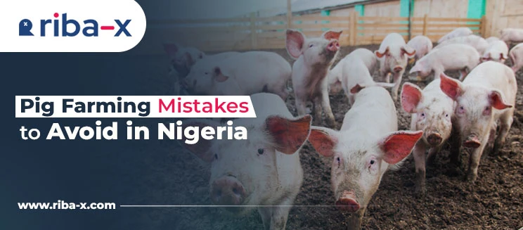 agriculture,agricultural business in nigeria,agribusiness,agric nigeria,agriculture in nigeria,nigeria and agriculture,agricultural products,farming in nigeria,agric business plan,farm solutions,fish farming,fish farm lagos,fish farming in nigeria,pig farm,pig farming in nigeria,piggery farming in nigeria,piggery