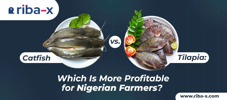agriculture,agricultural business in nigeria,agribusiness,agric nigeria,agriculture in nigeria,nigeria and agriculture,agricultural products,farming in nigeria,agric business plan,farm solutions,fish farming,fish farm lagos,fish farming in nigeria,pig farm,pig farming in nigeria,piggery farming in nigeria,piggery