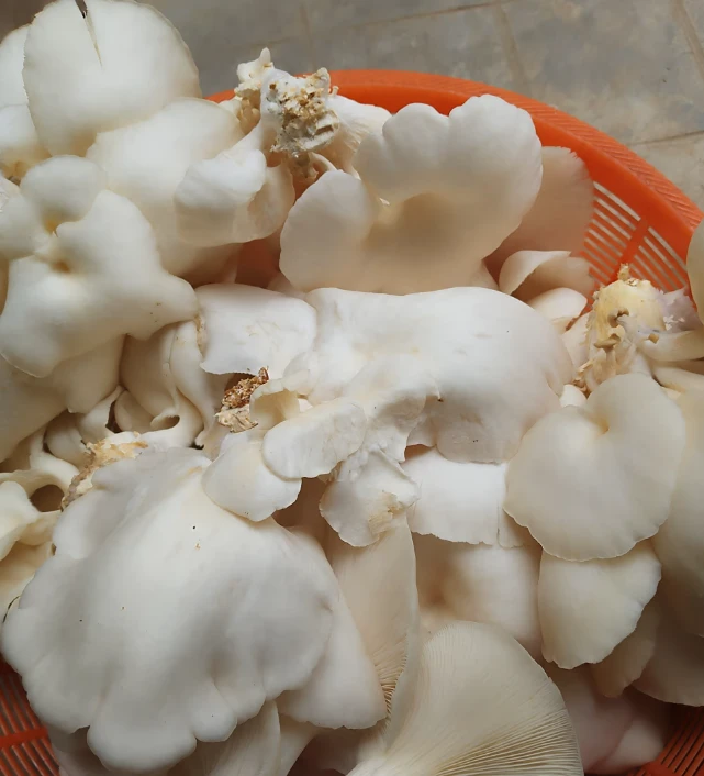 Fresh Oyster Mushroom